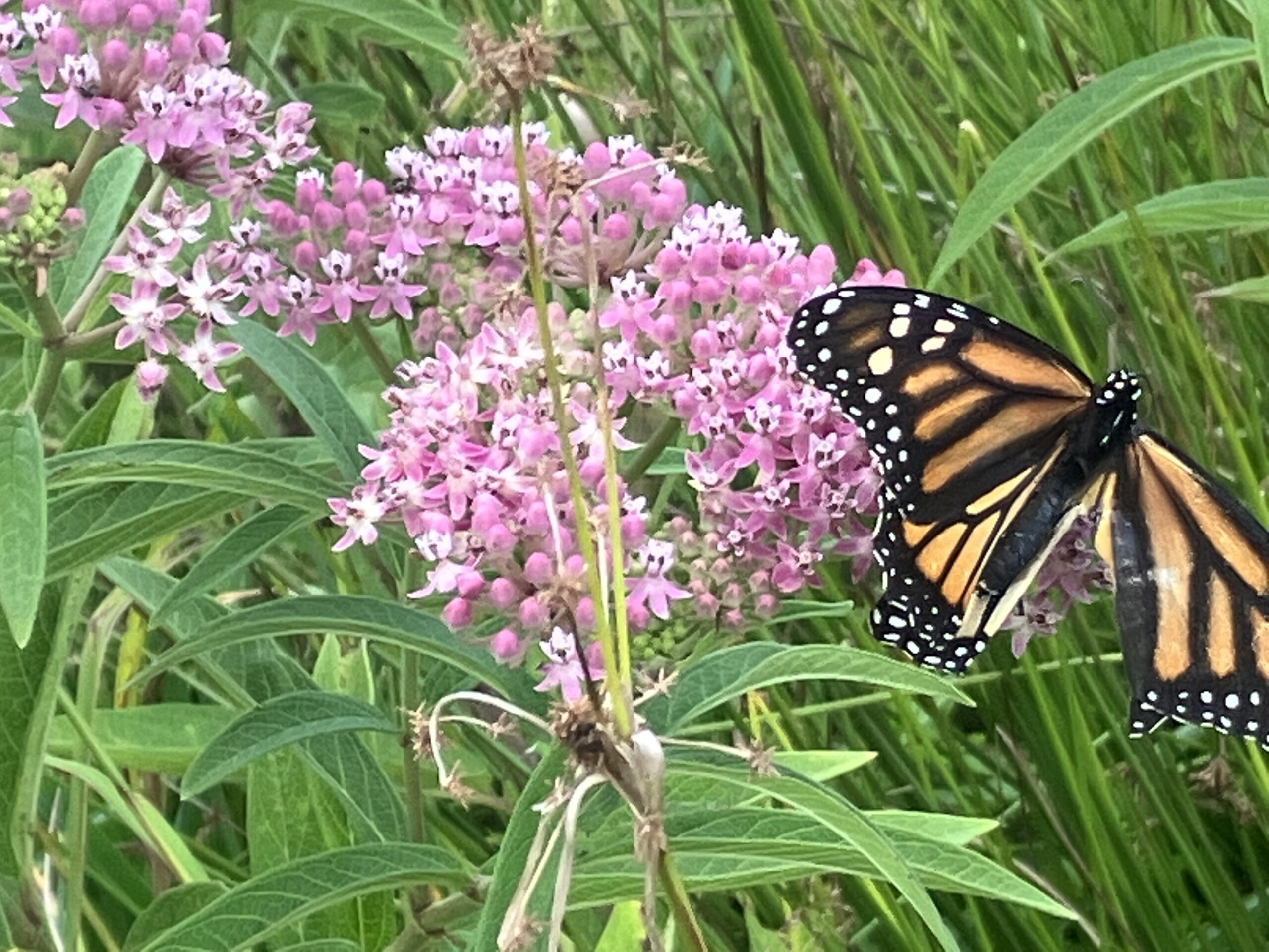 Pollinator Butterfly Flower