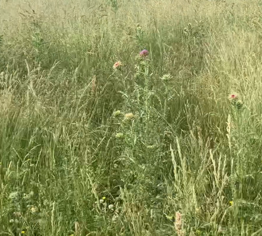 Thistle in pasture