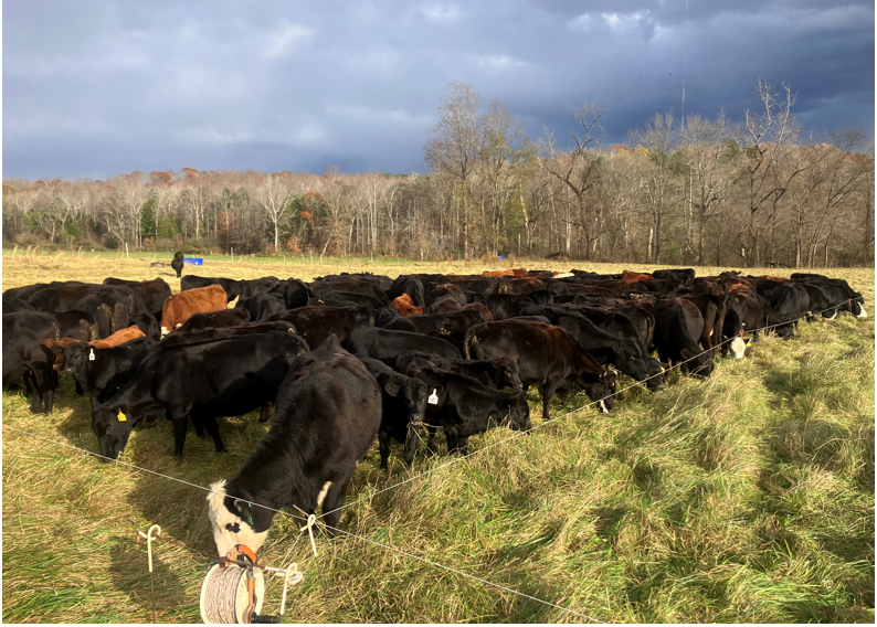 Cows grazing stockpile tight